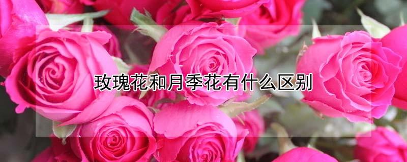 玫瑰花和月季花有什么区别（玫瑰花和月季花有什么区别吗）