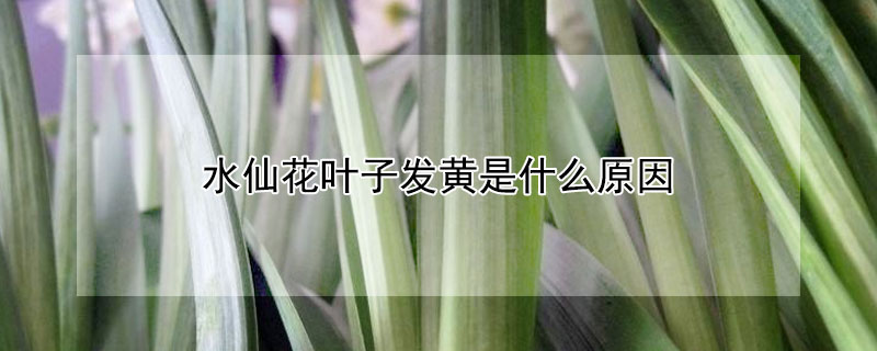 水仙花叶子发黄是什么原因（水仙花叶子黄了是怎么回事）