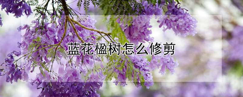 蓝花楹树怎么修剪（蓝花楹如何修剪）