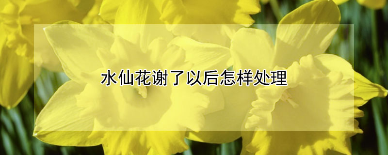 水仙花谢了以后怎样处理（水仙花谢后怎么处理）