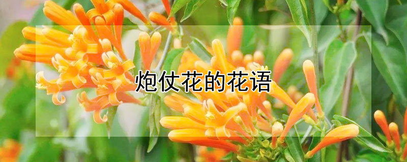 炮仗花的花语（炮仗花的含义）