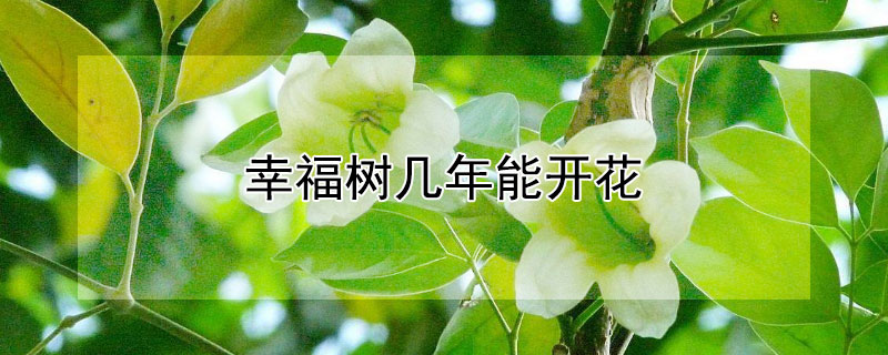 幸福树几年能开花（幸福树几年能开花呀?）