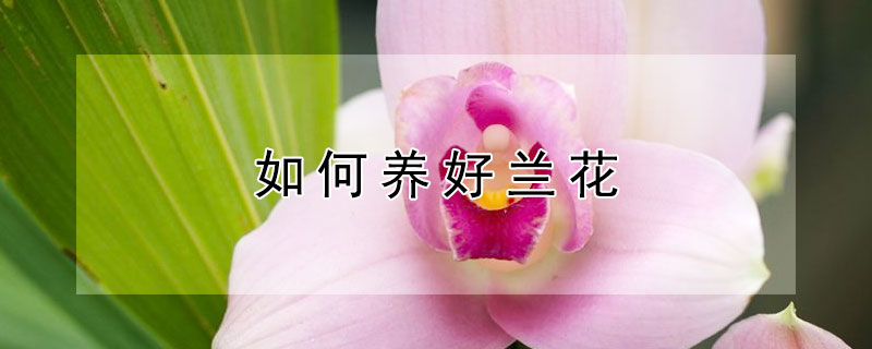 如何养好兰花（兰花养殖方法）