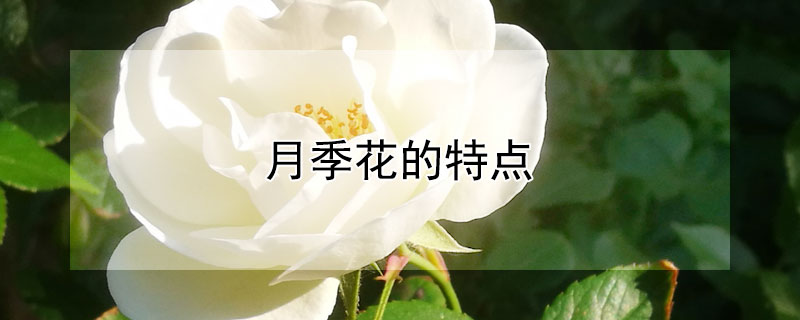 月季花的特点 月季花的特点写一段话