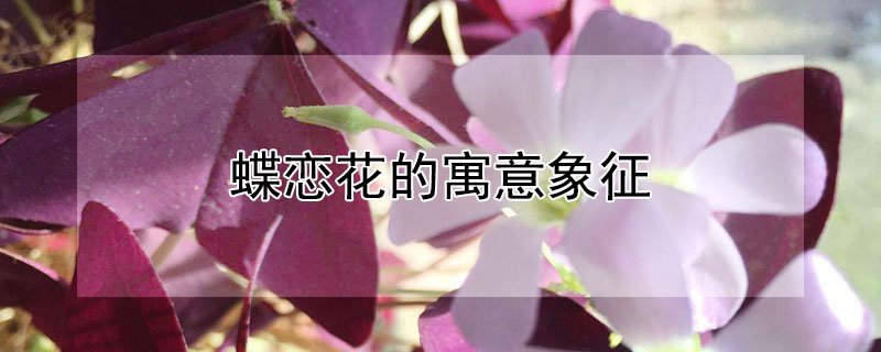 蝶恋花的寓意象征 蝴蝶恋花的寓意