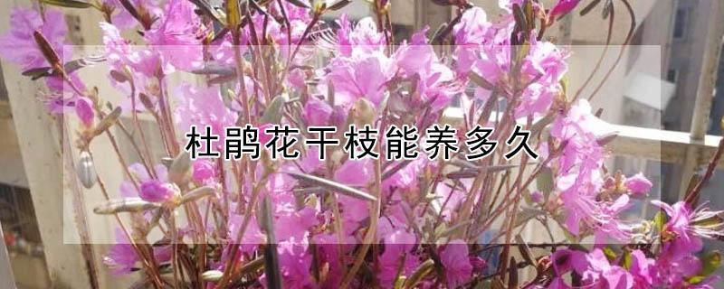 杜鹃花干枝能养多久 干枝杜鹃花枝能养活吗