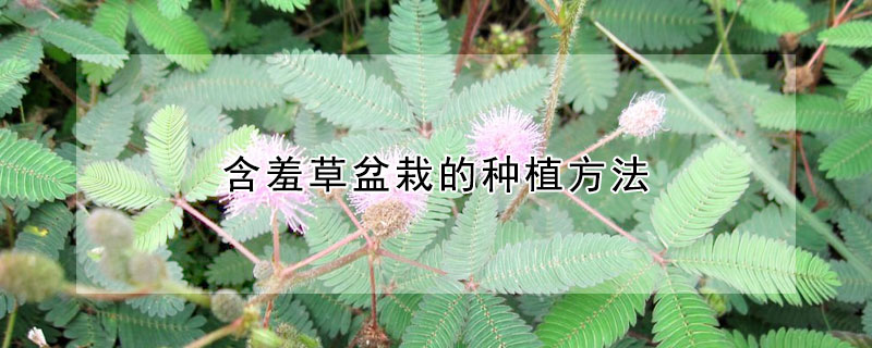 含羞草盆栽的种植方法（含羞草用什么土种植）