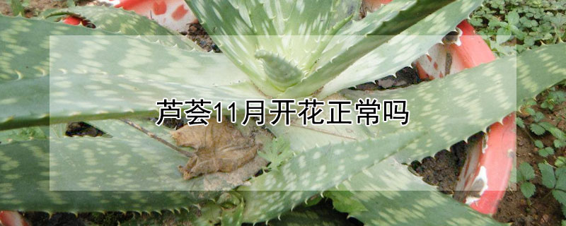 芦荟11月开花正常吗 芦荟11月份开花