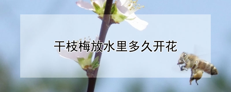 干枝梅放水里多久开花（干枝梅花泡水开花）