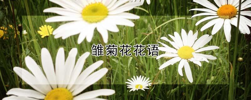 雏菊花花语（雏菊花花语分离）