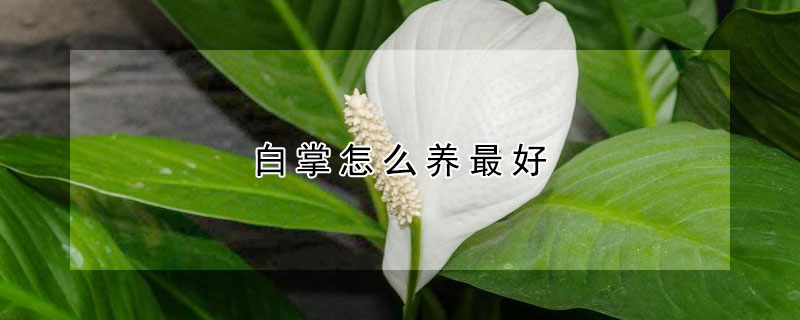 白掌怎么养最好 白掌应该怎么养