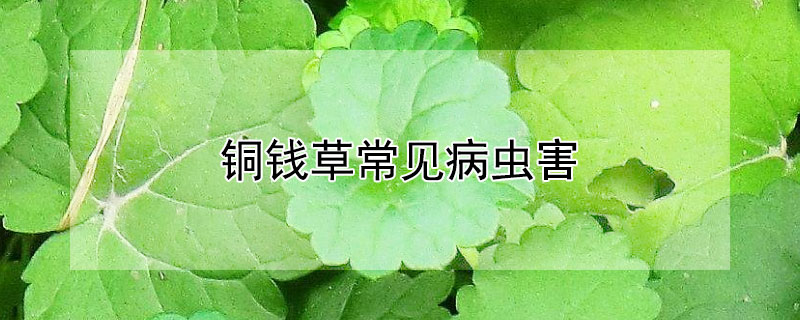 铜钱草常见病虫害（铜钱草病生虫）