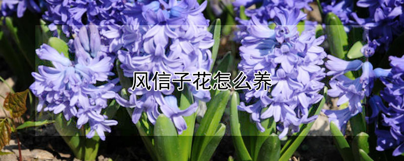 风信子花怎么养（风信子花怎么养殖）