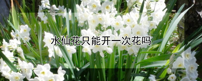 水仙花只能开一次花吗