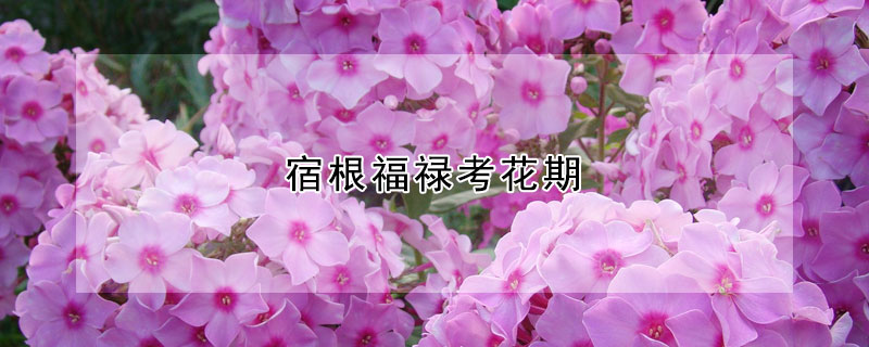 宿根福禄考花期（宿根福禄考花几月种植）