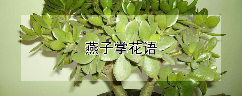 燕子掌花语（燕子掌花语是什么）