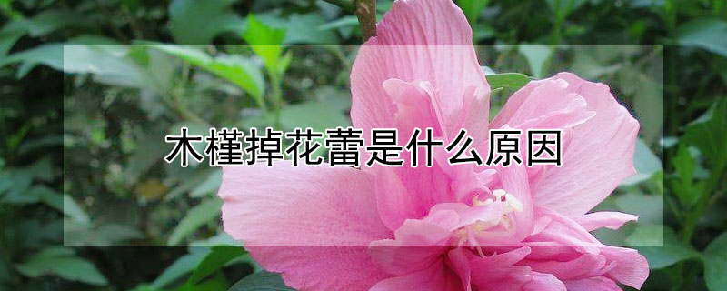 木槿掉花蕾是什么原因（木槿花蕾都掉了是怎么回事）