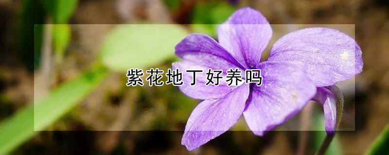 紫花地丁好养吗