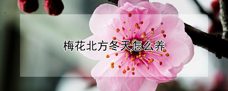 梅花北方冬天怎么养（冬天怎么栽梅花）