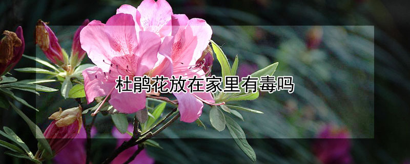 杜鹃花放在家里有毒吗（杜鹃花在家里养有毒吗）