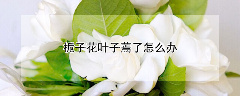 栀子花叶子蔫了怎么办 刚买栀子花叶子蔫了怎么办