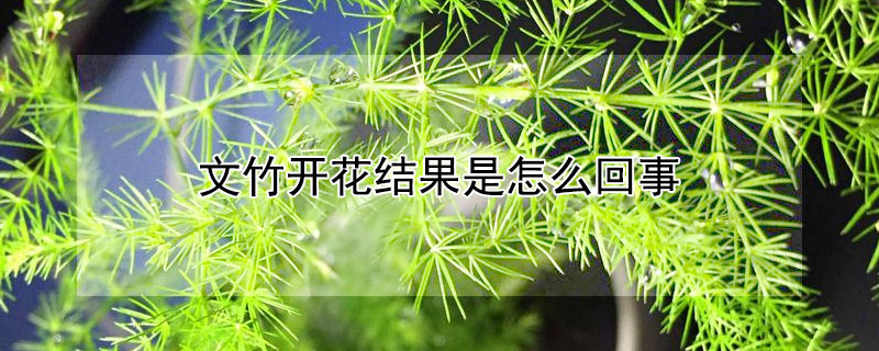 文竹开花结果是怎么回事（文竹开花吗什么情况下开花啊）