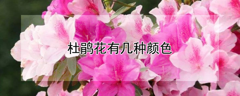 杜鹃花有几种颜色 杜鹃花有几种颜色什么季节开放