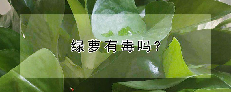 绿萝有毒吗?（绿萝有毒吗可以养鱼么）