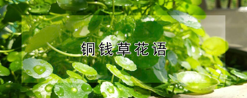 铜钱草花语（铜钱草花语 世界待我）