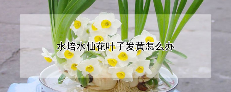 水培水仙花叶子发黄怎么办（水培水仙花叶子发黄怎么回事）