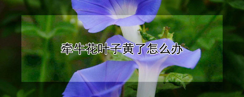 牵牛花叶子黄了怎么办（牵牛花叶子发黄怎么办）