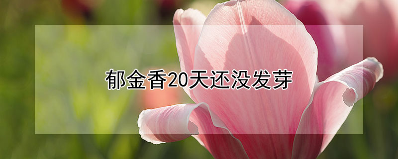 郁金香20天还没发芽（郁金香半个月还不发芽）