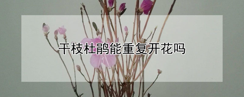 干枝杜鹃能重复开花吗 干枝杜鹃是一次性的么