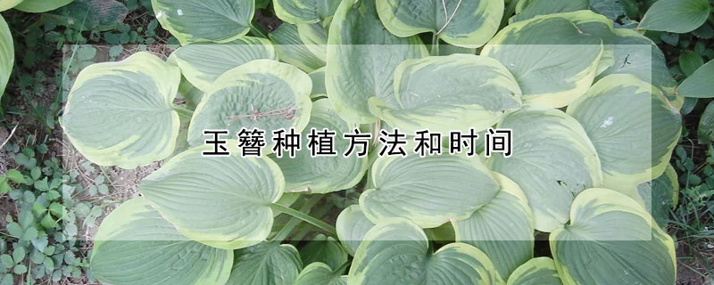 玉簪种植方法和时间（玉簪移栽最好的时间）