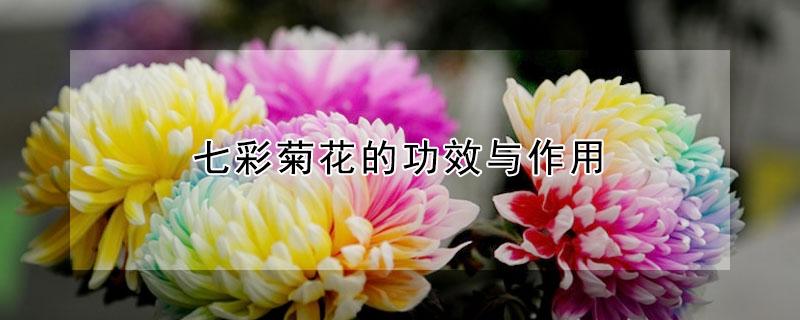 七彩菊花的功效与作用（七彩菊的功效与作用）