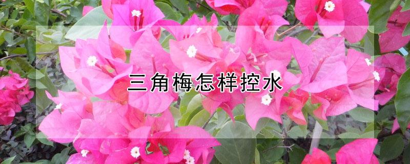 三角梅怎样控水（三角梅怎样控水促花?）