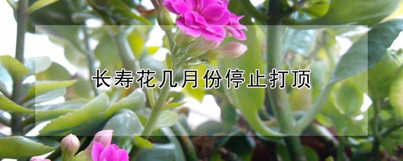 长寿花几月份停止打顶 长寿花什么时候停止打顶