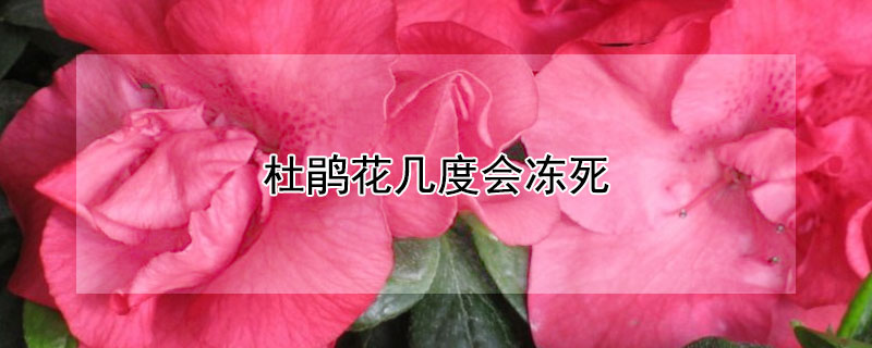 杜鹃花几度会冻死 杜鹃花零度会冻死吗