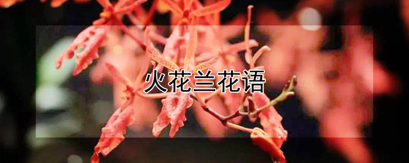 火花兰花语（火花兰花语是什么）