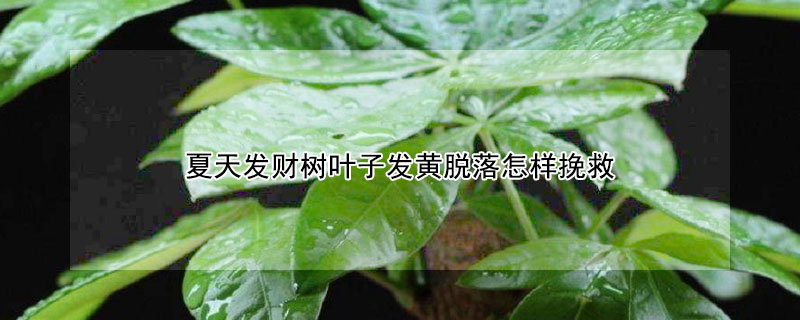 夏天发财树叶子发黄脱落怎样挽救（冬季发财树叶子发黄脱落怎样挽救）