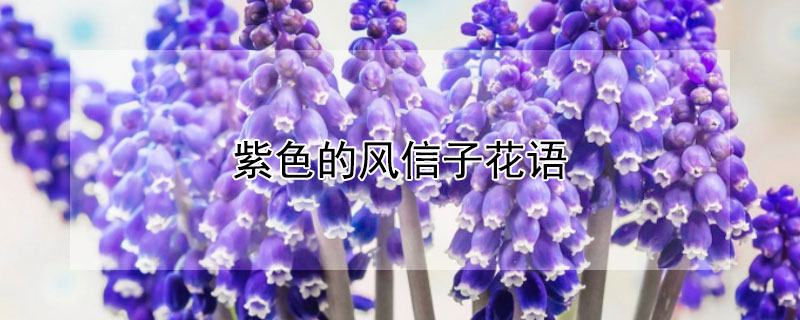 紫色的风信子花语（蓝紫色风信子花语是什么）