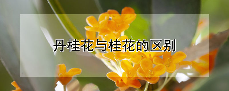 丹桂花与桂花的区别（什么是丹桂花）