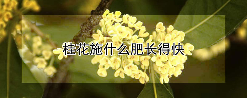 桂花施什么肥长得快（桂花施什么肥开花多）