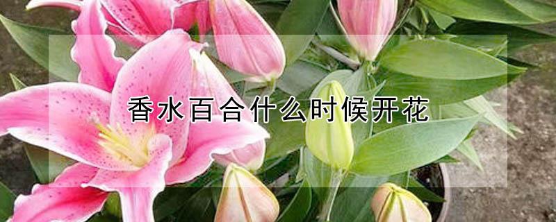 香水百合什么时候开花 香水百合花几月开花