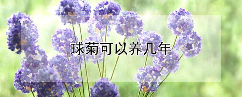 球菊可以养几年（球菊室内可以养吗）