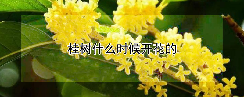 桂树什么时候开花的（桂树什么时候开花?）