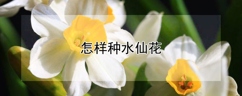 怎样种水仙花