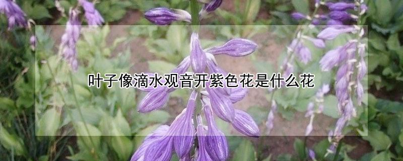 叶子像滴水观音开紫色花是什么花（叶子像滴水观音的一种花是什么）