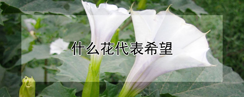 什么花代表希望（什么花代表希望与奇迹）