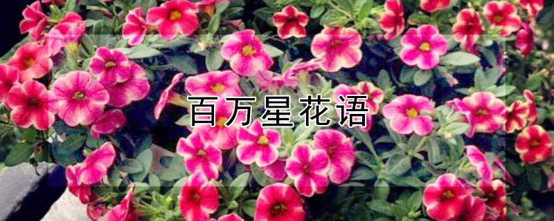 百万星花语